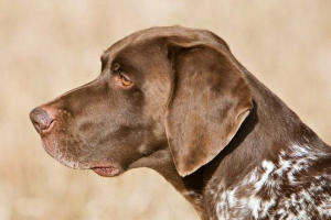 Kurzhaar: sve o pasmini lovačkih pasa Kurzhaar: sve o pasmini lovačkih pasa